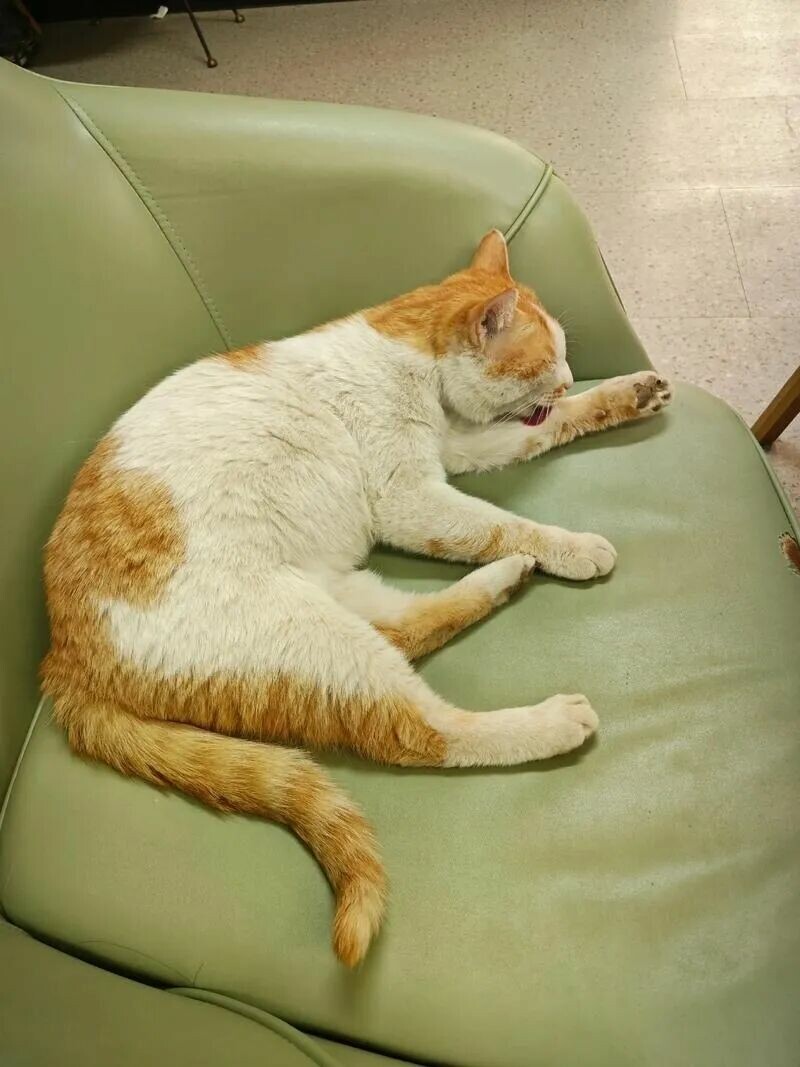 猫咪为什么霸占主人用过的东西？6 个原因超暖心！