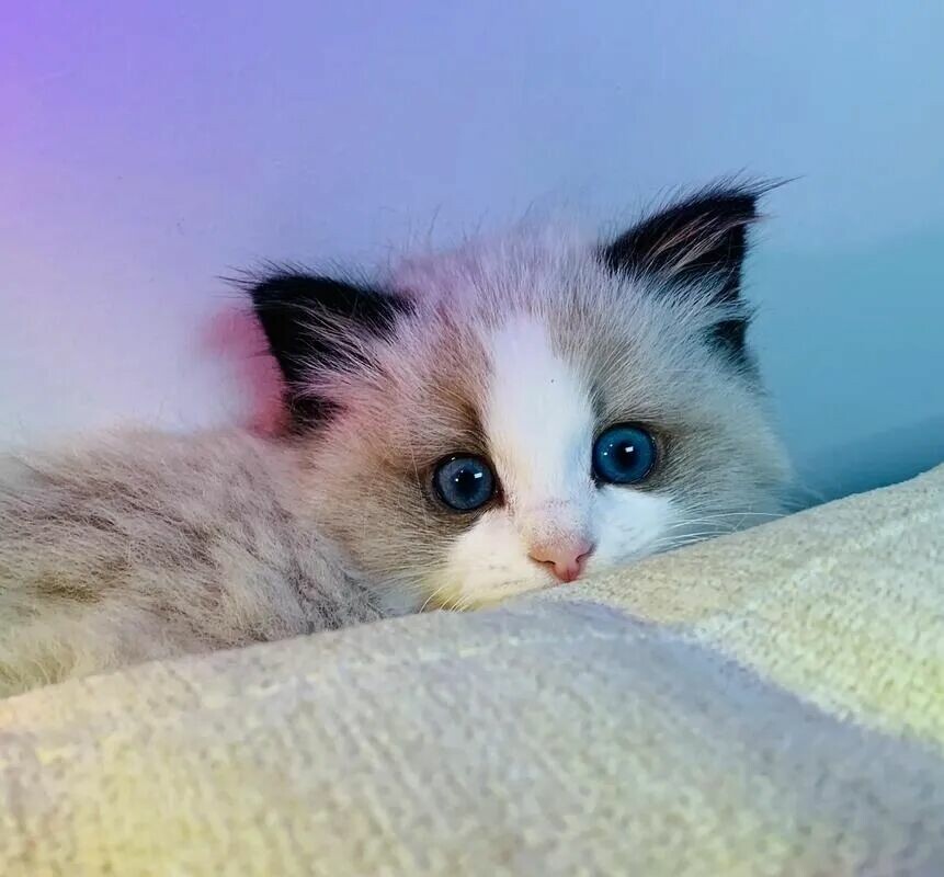 小猫在有规律地吃饭 