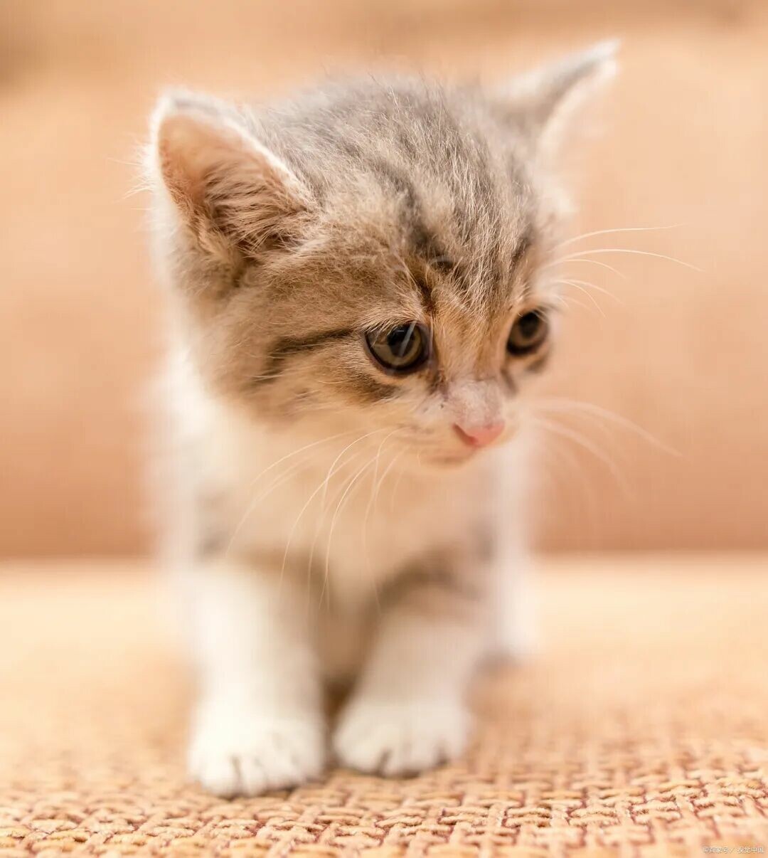 绝育手术前咨询 