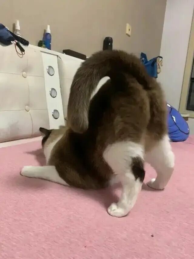 猫咪屁股对着主人是什么意思？这 4 个真相说明它把你当成了亲人