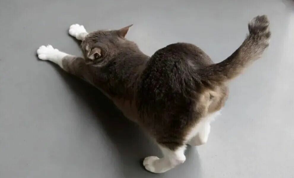 猫咪屁股对着主人是什么意思？这 4 个真相说明它把你当成了亲人