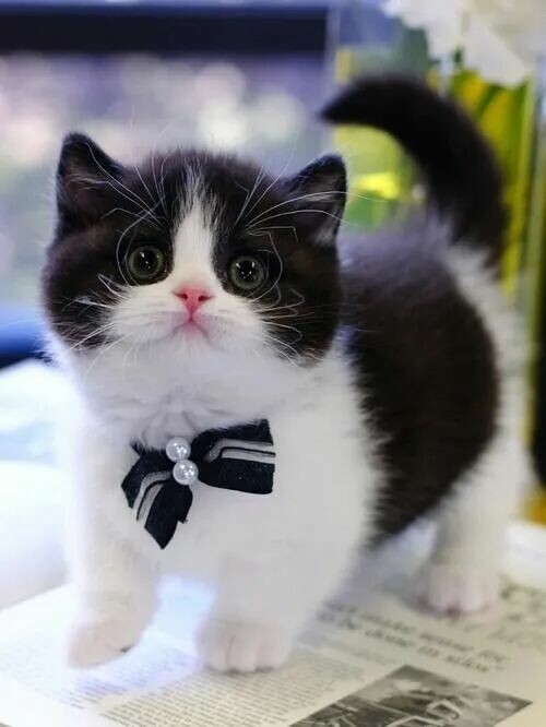 猫咪屁股对着主人是什么意思？这 4 个真相说明它把你当成了亲人