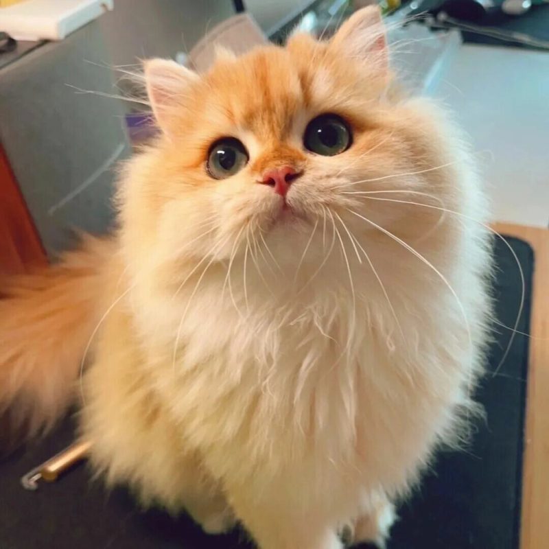 猫咪咬人是情绪问题吗？揭秘猫咪突然咬人就跑背后原因 - 语梦星球