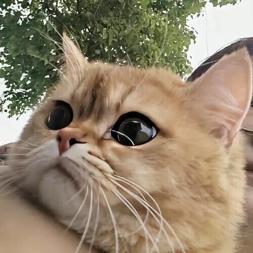 猫咪咬人是情绪问题吗？揭秘猫咪突然咬人就跑背后原因