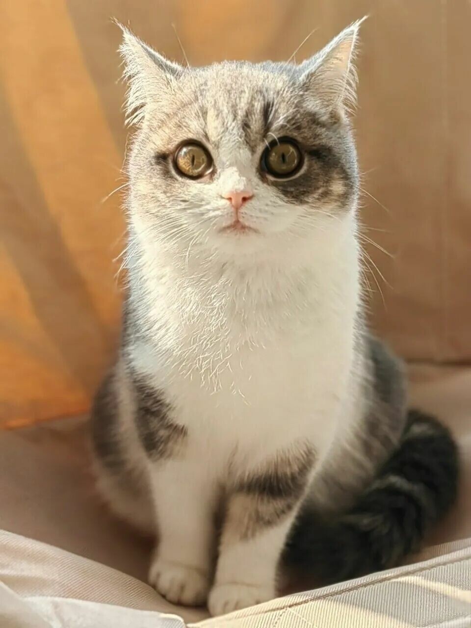 猫咪咬人是情绪问题吗？揭秘猫咪突然咬人就跑背后原因