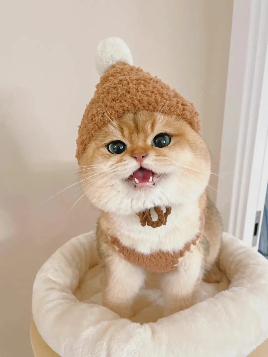 猫咪咬人是情绪问题吗？揭秘猫咪突然咬人就跑背后原因