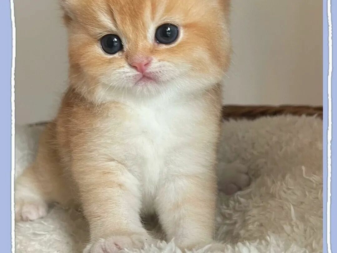 猫咪咬人是情绪问题吗？揭秘猫咪突然咬人就跑背后原因