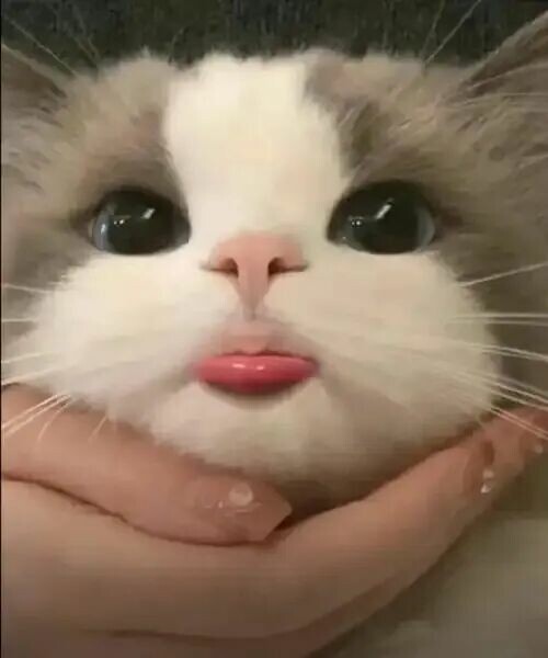 猫咪绝育最佳时间：公猫母猫有区别，5- 7 个月是黄金期