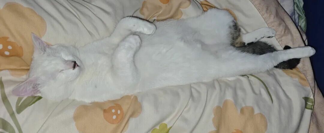 猫咪睡主人床的含义是什么？不只是为了取暖，还有这 5 个暖心的理由