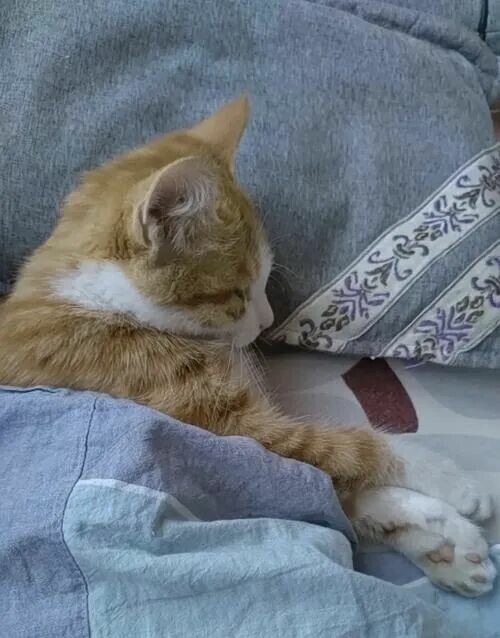 猫咪睡主人床的含义是什么？不只是为了取暖，还有这 5 个暖心的理由