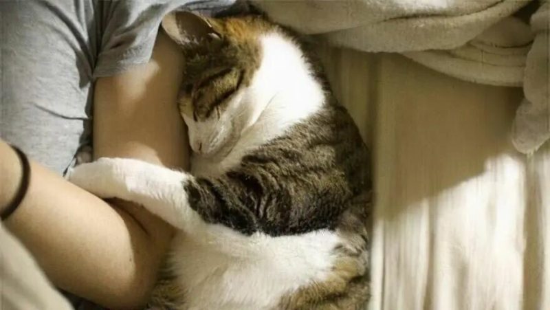 猫咪睡主人床的含义是什么？不只是为了取暖，还有这 5 个暖心的理由 - 语梦星球
