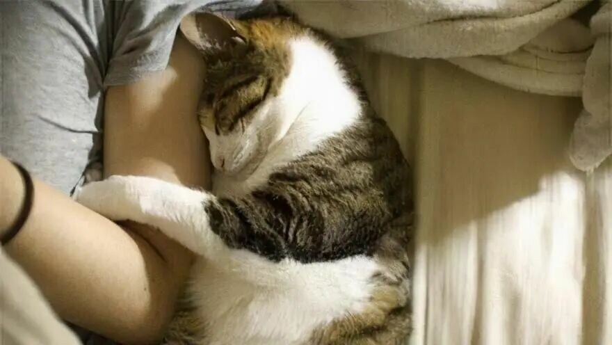 猫咪睡主人床的含义是什么？不只是为了取暖，还有这 5 个暖心的理由