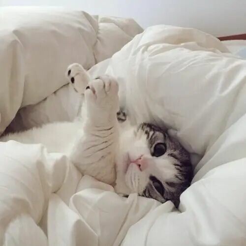 猫咪睡主人床的含义是什么？不只是为了取暖，还有这 5 个暖心的理由