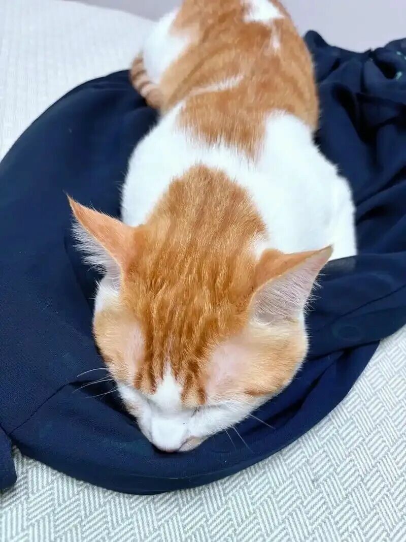 猫咪睡主人床的含义是什么？不只是为了取暖，还有这 5 个暖心的理由