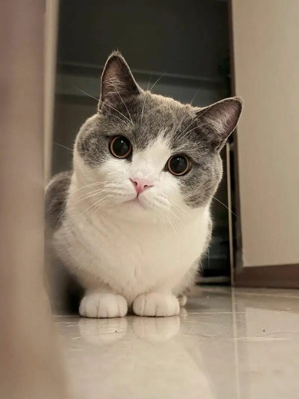 猫咪肥胖危害有哪些？警惕关节损伤，助爱猫科学瘦身。 - 语梦星球