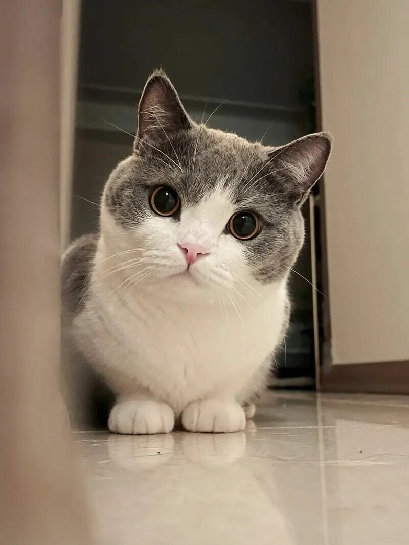 猫咪肥胖危害有哪些？警惕关节损伤，助爱猫科学瘦身。