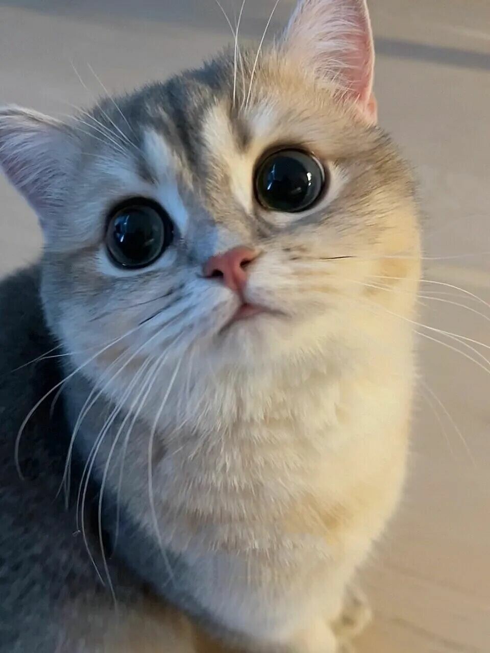 猫咪肥胖危害有哪些？警惕关节损伤，助爱猫科学瘦身。