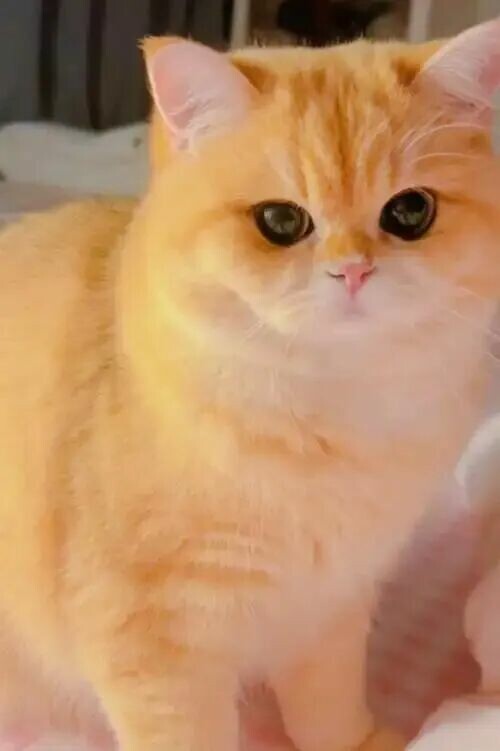 猫咪肥胖危害有哪些？警惕关节损伤，助爱猫科学瘦身。