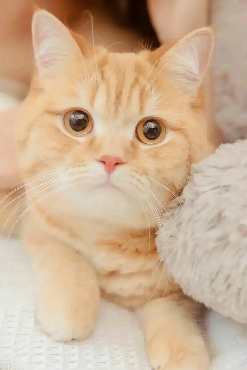 猫咪肥胖危害有哪些？警惕关节损伤，助爱猫科学瘦身。