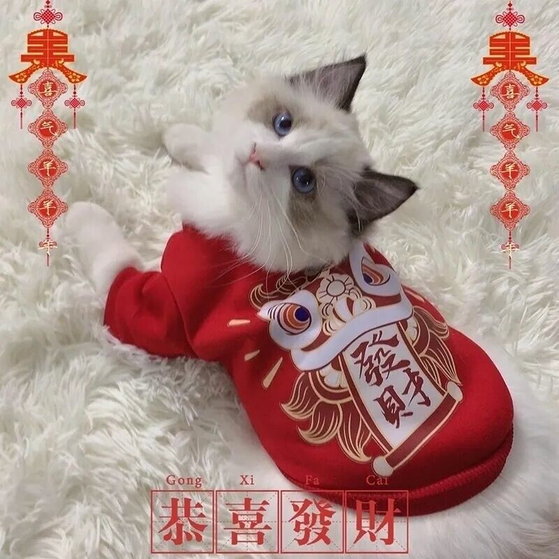 猫咪社会化训练方法：应对过年烟花应激，改善胆小性格