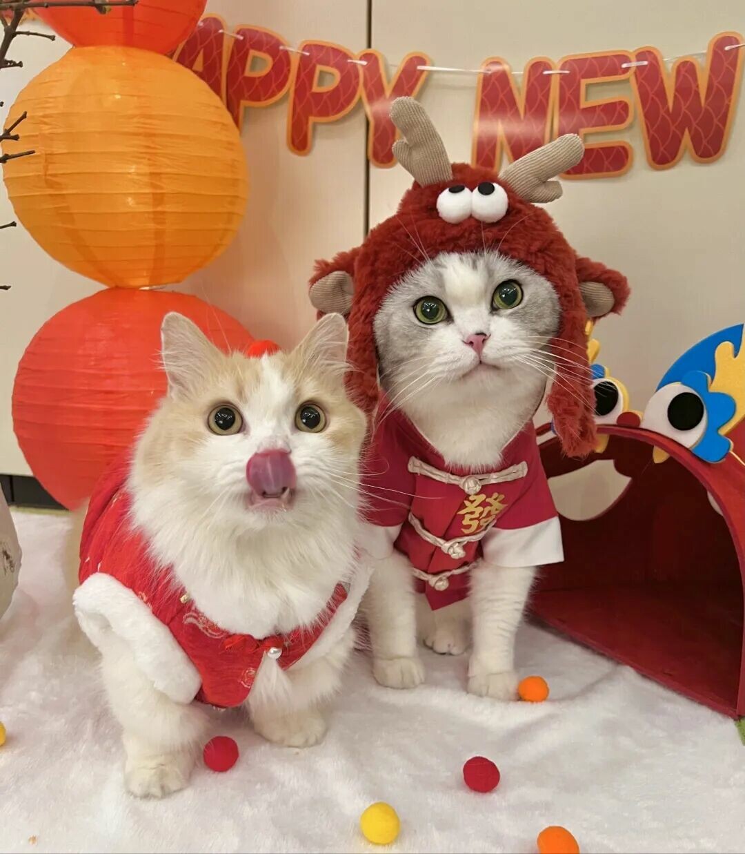 猫咪社会化训练方法：应对过年烟花应激，改善胆小性格