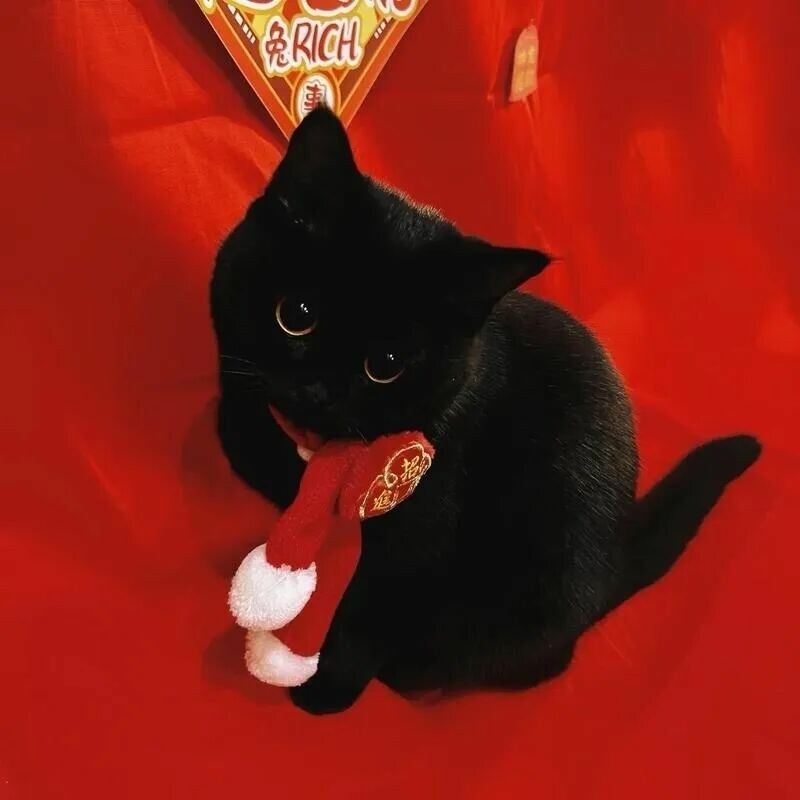 猫咪社会化训练方法：应对过年烟花应激，改善胆小性格