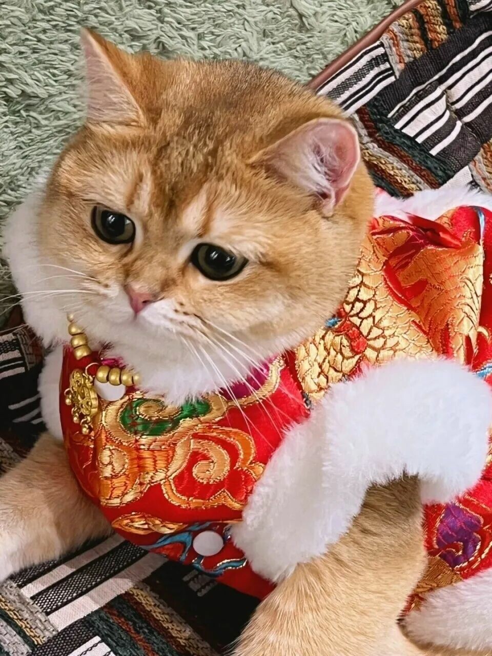 猫咪社会化训练方法：应对过年烟花应激，改善胆小性格