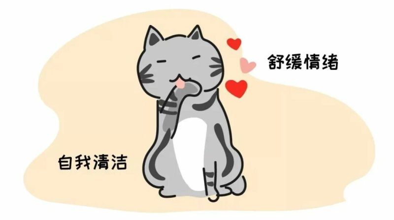 猫咪过度舔毛怎么办？深度解析异常原因与应对措施 - 语梦星球