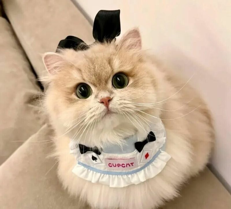 猫咪睡床不让摸是为什么？解读猫咪的信任与边界感。 - 语梦星球