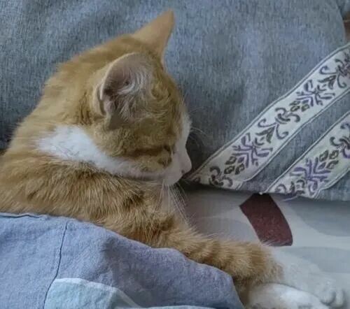 猫咪睡床不让摸是为什么？解读猫咪的信任与边界感。