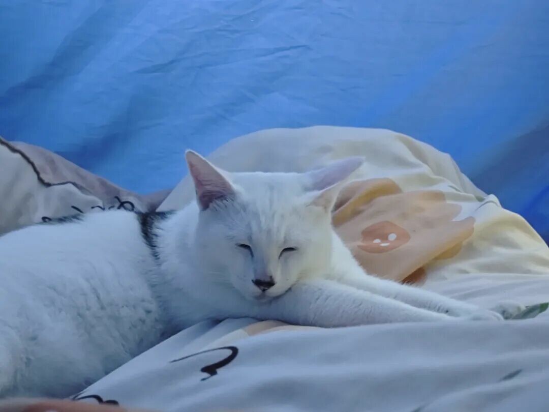 猫咪睡床不让摸是为什么？解读猫咪的信任与边界感。