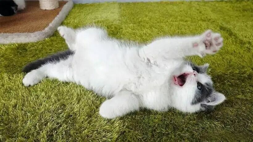 猫咪睡床不让摸是为什么？解读猫咪的信任与边界感。