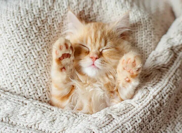 猫咪睡床不让摸是为什么？解读猫咪的信任与边界感。