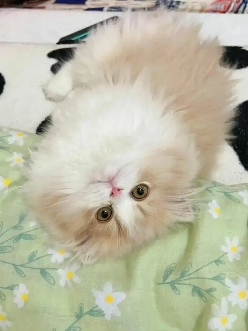 猫咪想玩耍的表现：这 6 个奇怪动作是它在求你陪它