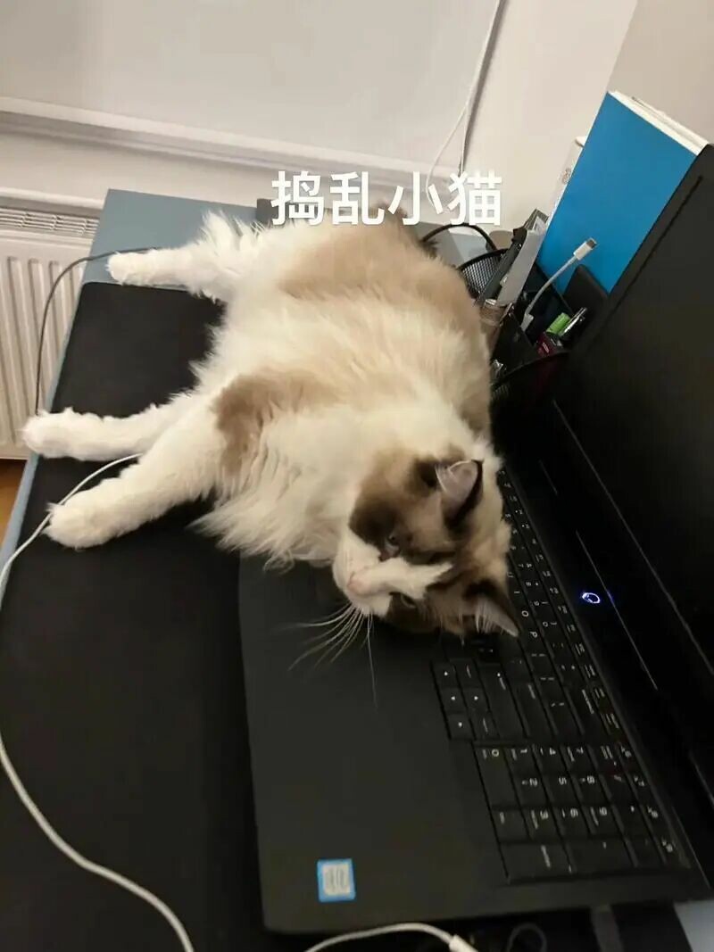 猫咪想玩耍的表现：这 6 个奇怪动作是它在求你陪它