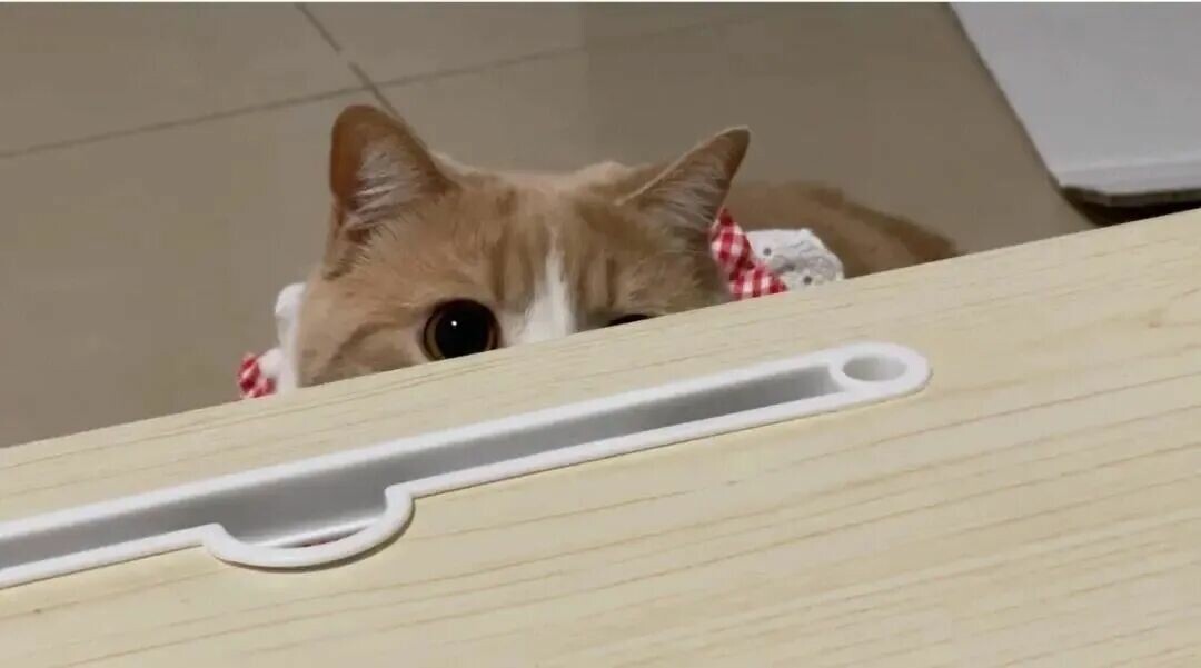 猫咪想玩耍的表现：这 6 个奇怪动作是它在求你陪它