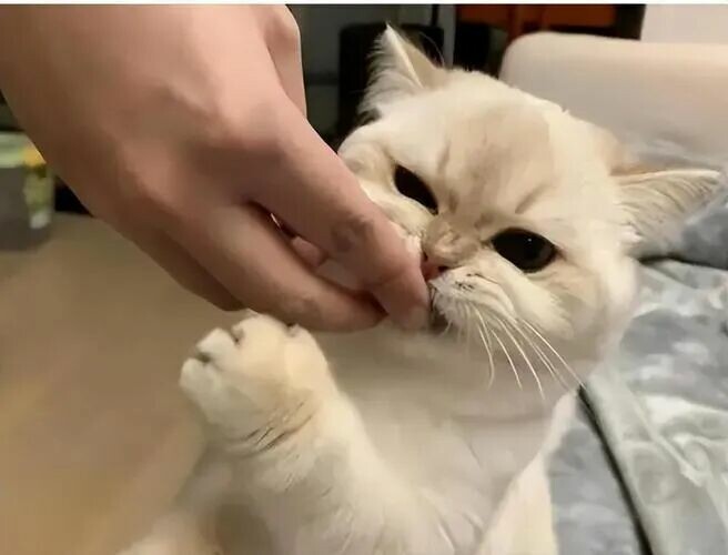 猫咪想玩耍的表现：这 6 个奇怪动作是它在求你陪它