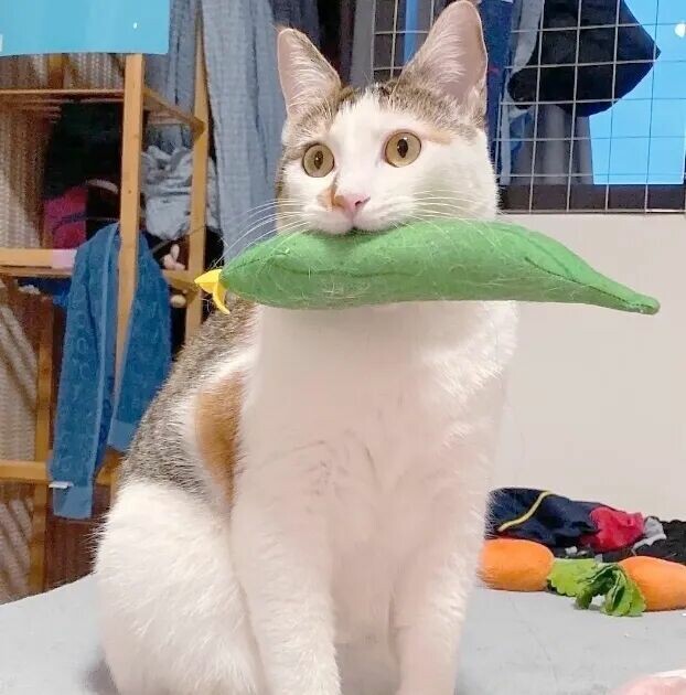 猫咪想玩耍的表现：这 6 个奇怪动作是它在求你陪它