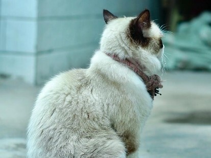 猫咪犯错怎么教育？避开 5 种错误惩罚，别让猫记恨你