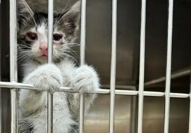 猫咪犯错怎么教育？避开 5 种错误惩罚，别让猫记恨你