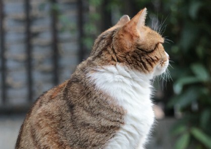 猫咪犯错怎么教育？避开 5 种错误惩罚，别让猫记恨你 - 语梦星球