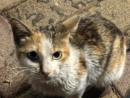 猫咪犯错怎么教育？避开 5 种错误惩罚，别让猫记恨你