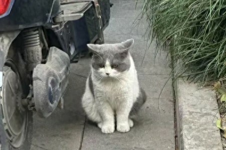 猫咪犯错怎么教育？避开 5 种错误惩罚，别让猫记恨你