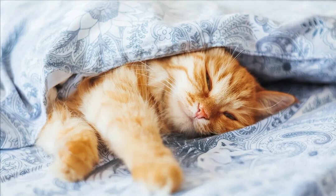 猫睡主人床上可以吗？深度解析健康与边界