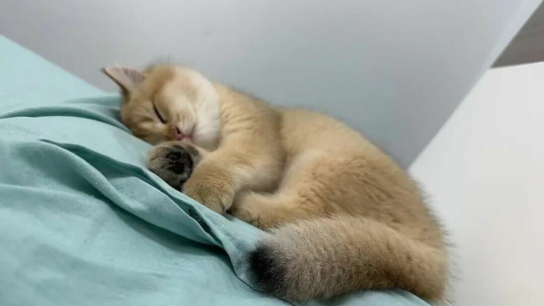 猫睡主人床上可以吗？深度解析健康与边界