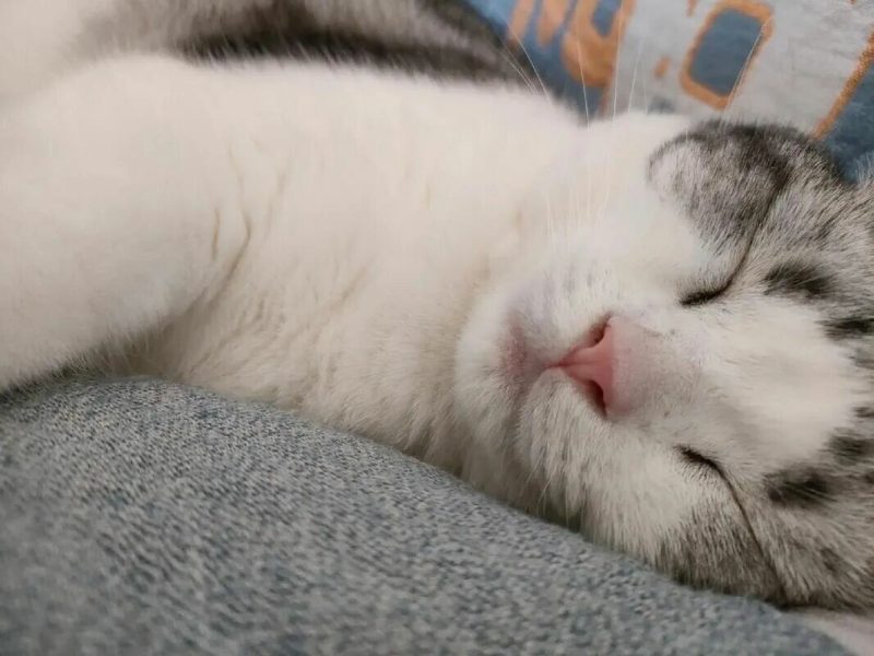 猫睡主人床上可以吗？深度解析健康与边界 - 语梦星球