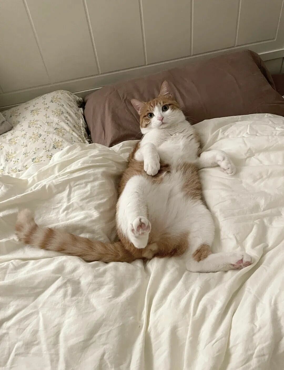 猫睡主人床上可以吗？深度解析健康与边界