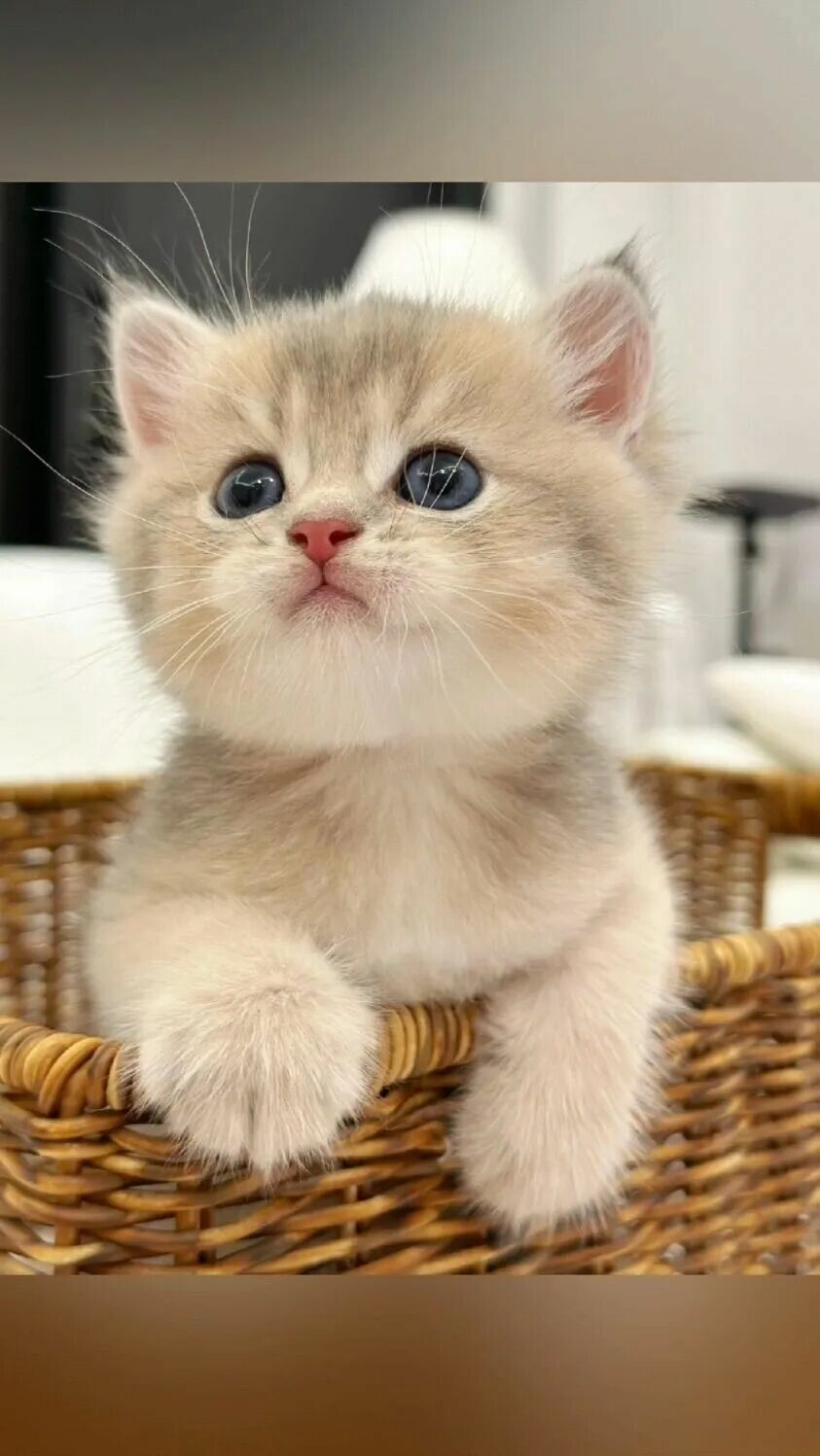 猫咪会想念主人吗？这四个细节揭秘无声思念