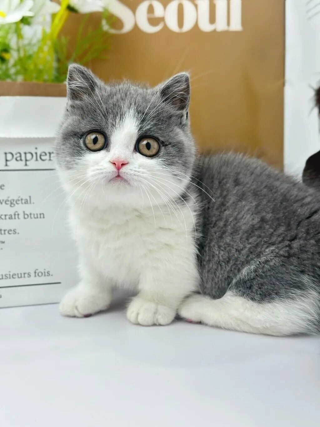 猫咪会想念主人吗？这四个细节揭秘无声思念