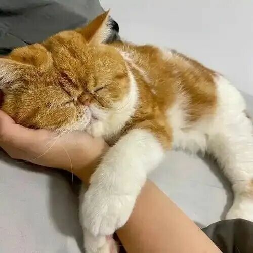 猫咪会想念主人吗？这四个细节揭秘无声思念